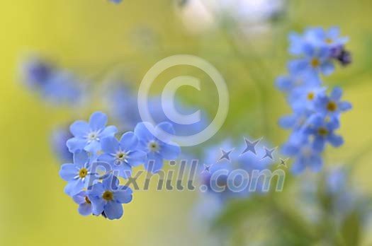 Wood Forget-me-not background Wood Forget-me-not background