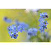 Wood Forget-me-not background