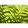 Sunlight on the fern leaves