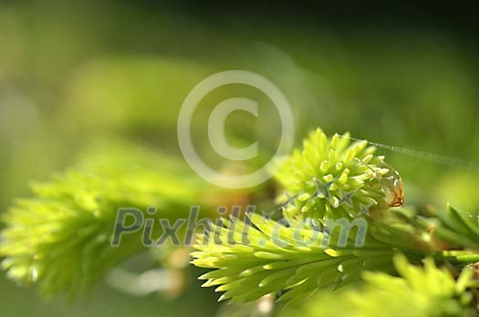 New spruce needles closeup