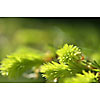 New spruce needles closeup