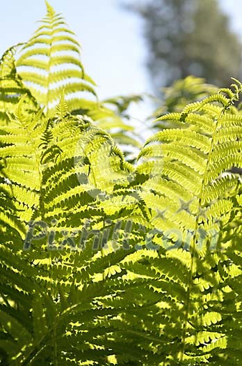 Sunlight on the fern leaves