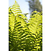 Sunlight on the fern leaves