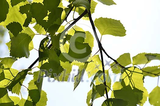 Background of birch leaves