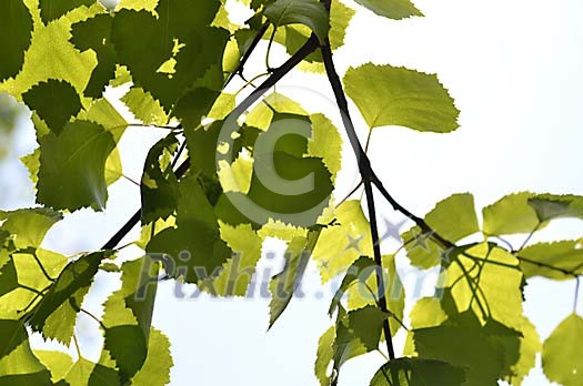 Background of birch leaves Background of birch leaves