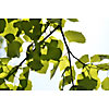 Background of birch leaves