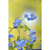 Background of wood forget-me-not