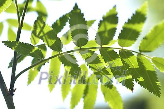 Background of rowan leaves