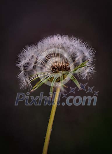 Old dandelion with seeds