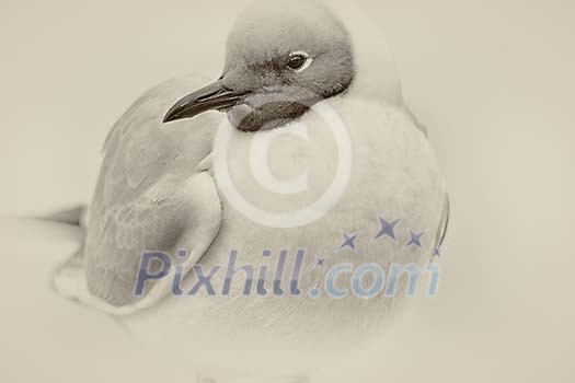 Black and white image of a seagull