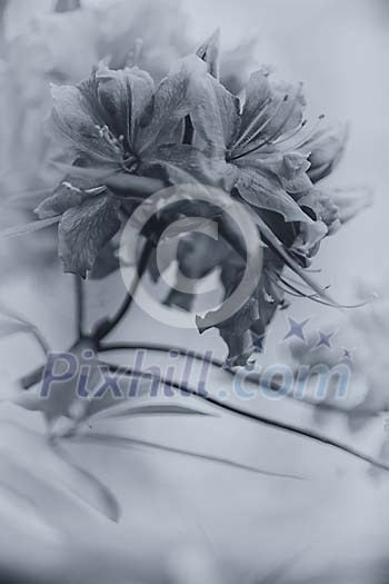Black and white image of flowers