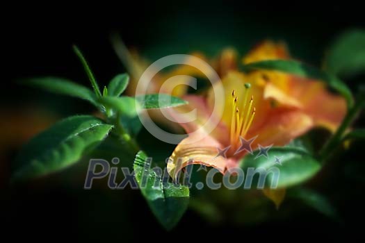 Close up of a peruvian lily