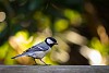 Standing great tit