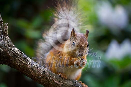 Squirrel eating on the branch