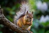 Squirrel eating on the branch