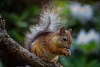 Squirrel eating on the branch