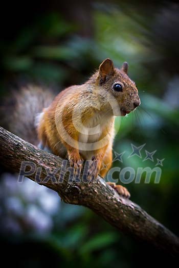 Squirrel sitting on the branch Squirrel sitting on the branch