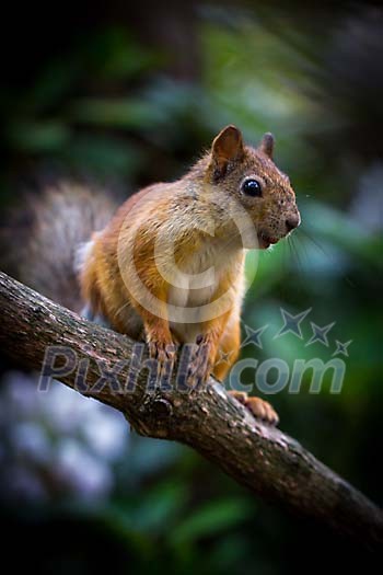 Squirrel sitting on the branch