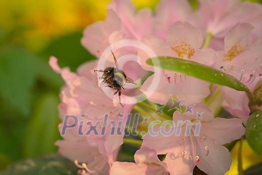 Bee gathering honey from flowers