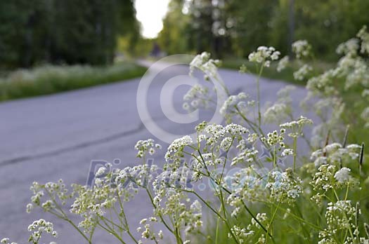 White flowers on the road side