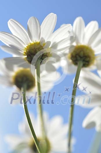 Closeup of daisies