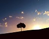 landscape with a lonely tree and horizon