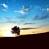 landscape with a lonely tree and horizon