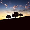 landscape with a lonely tree and horizon