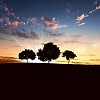 landscape with a lonely tree and horizon