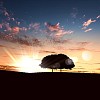 landscape with a lonely tree and horizon