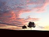 landscape with a lonely tree and horizon