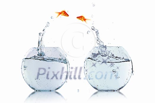 gold fish jumping out of water in fishbowl