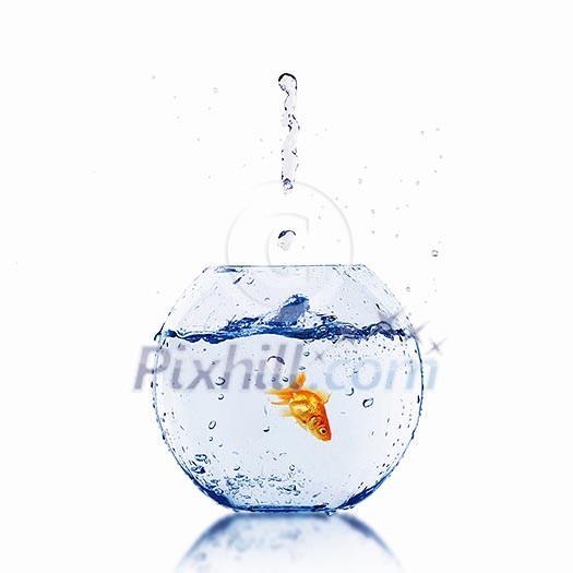 gold fish jumping out of water in fishbowl