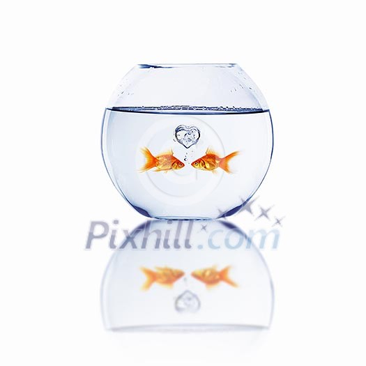 gold fish in love in a fishbowl gold fish in love in a fishbowl