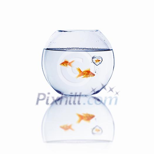 gold fish in love in a fishbowl gold fish in love in a fishbowl