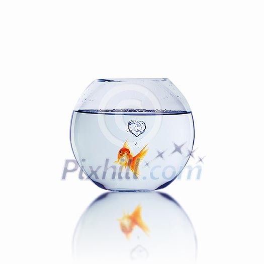 gold fish in love in a fishbowl gold fish in love in a fishbowl