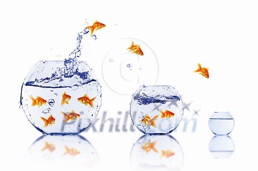 many gold fish together as symbol of teamwork many gold fish together as symbol of teamwork