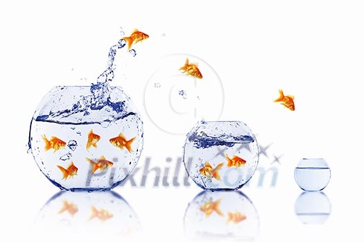 many gold fish together as symbol of teamwork