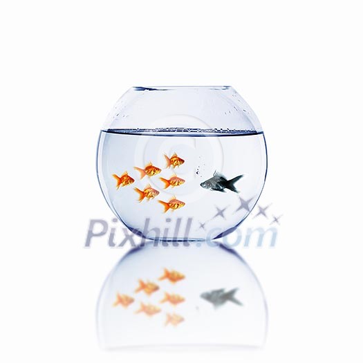 many gold fish together as symbol of teamwork many gold fish together as symbol of teamwork