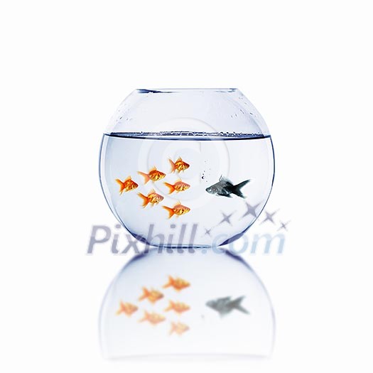 many gold fish together as symbol of teamwork