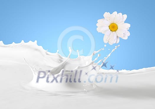 Pouring white and fresh milk with chamomiles on a background