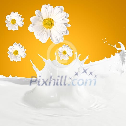 Pouring white and fresh milk with chamomiles on a background