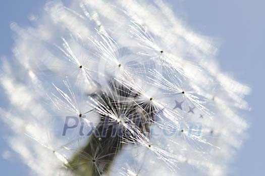 Close up of white Dandelion seeds