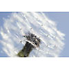 Close up of white Dandelion seeds