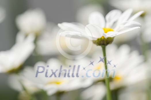 Group of daisies, one daisy in focus