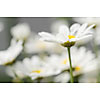 Group of daisies, one daisy in focus