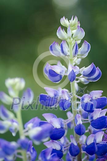 Close-up of blue lupin plant Close-up of blue lupin plant
