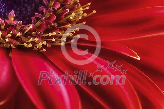 Closeup of a gerbera flower