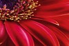 Closeup of a gerbera flower