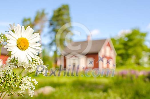 Summer with a daisy in front of a red wooden house